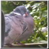 Columba palumbus - Ringeltaube 03.jpg